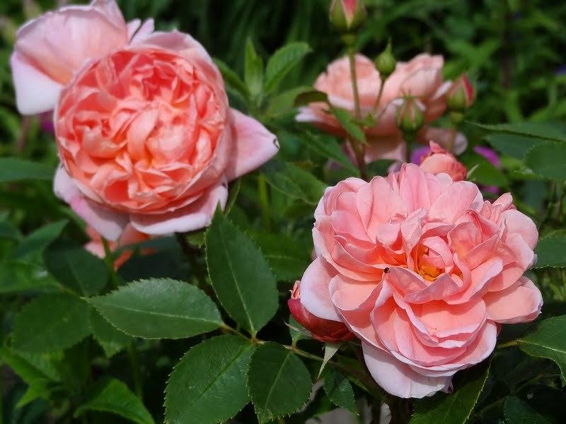 Photo of Rose (Rosa 'Colette') uploaded by Orsola