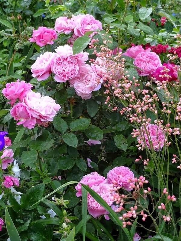 Photo of Rose (Rosa 'Mary Rose') uploaded by Orsola