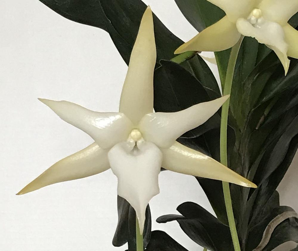 Photo of Darwin's Star Orchid (Angraecum sesquipedale) uploaded by Ursula