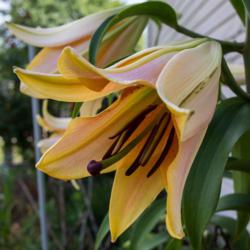 Location: Clinton, Michigan 49236
Date: 2017-07-06
"Lilium 'Zelmira' , 2017, Oriental Trumpet hybrid, [Orienpet Lily