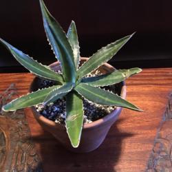 Location: Young Agave funkiana
Date: 2018-01-22
Houseplant