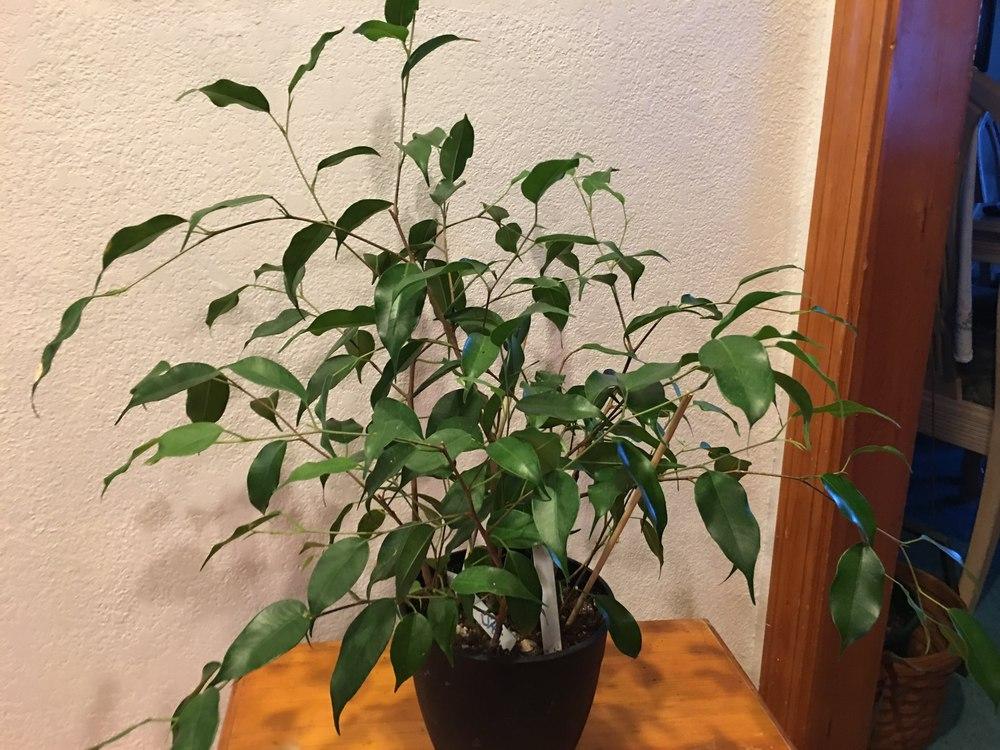 Photo of Ficus benjamina var. benjamina uploaded by lauriebasler