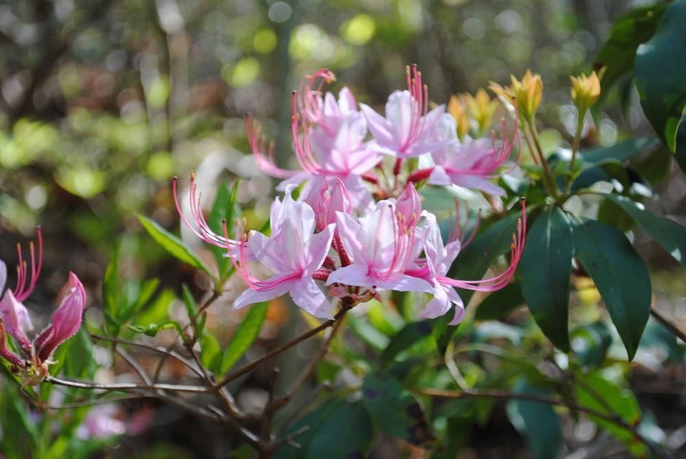 Photo of Pinxterbloom Azalea (Rhododendron periclymenoides) uploaded by ILPARW