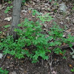 Location: near Downingtown, Pennsylvania
Date: 2016-06-22
plants on hill in woods
