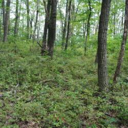Location: Hawk Mountain Bird Sanctuary in southeast PA
Date: 2015-08-27
groundcover in woods