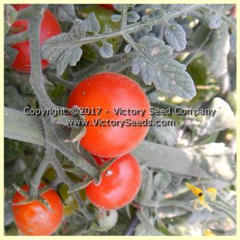 Photo of Tomato (Solanum lycopersicum 'Velvet Red') uploaded by MikeD