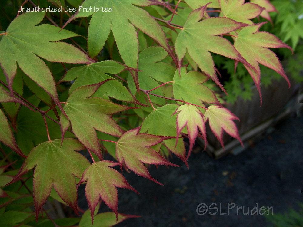 Photo of Japanese Maple (Acer palmatum var. amoenum 'Tsuma Gaki') uploaded by DaylilySLP