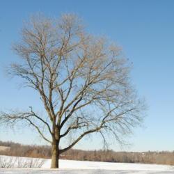 Location: Marsh Creek Lake Park in southeast PA
Date: 2018-01-18
a lone tree in winter
