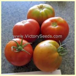 
Image used with permission of the Victory Seed Company. Photo by 