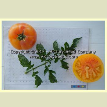 Photo of Tomato (Solanum lycopersicum 'Dwarf Caitydid') uploaded by MikeD
