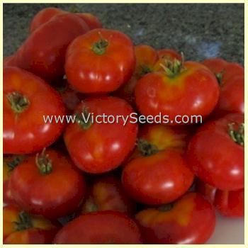 Photo of Tomato (Solanum lycopersicum 'Dwarf Franklin County') uploaded by MikeD
