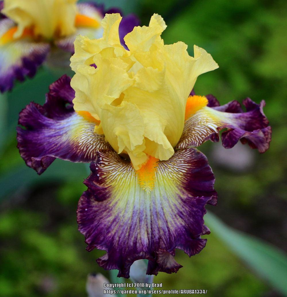 Photo of Tall Bearded Iris (Iris 'Curve Ball') uploaded by ARUBA1334