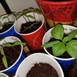 Location: Wilmington, Delaware USA
Date: 2018-01-27
Datura White Dwarf seedlings at various stages of growth