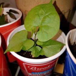 Location: Wilmington, Delaware USA
Date: 2018-01-27
Unknown cultivar that is joining the winter indoors garden party.
