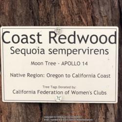 Location: California State Capitol Park, Sacramento CA.
Date: 2018-01-13
https://nssdc.gsfc.nasa.gov/planetary/lunar/moon_tree.html