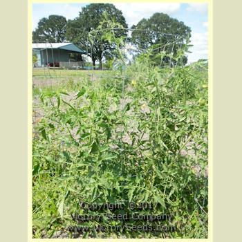 Photo of Tomato (Solanum lycopersicum 'Wapsipinicon Peach') uploaded by MikeD
