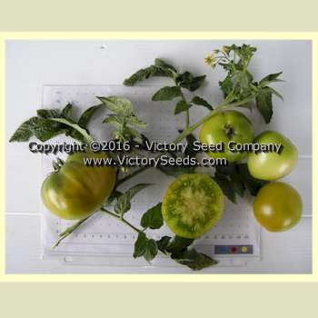 Photo of Tomato (Solanum lycopersicum 'Dwarf Beryl Beauty') uploaded by MikeD