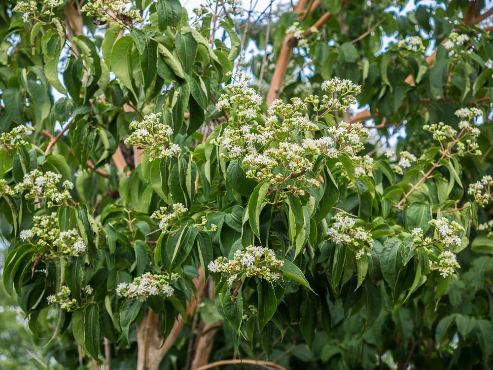 Photo of Seven Son Flower (Heptacodium miconioides) uploaded by frankrichards16