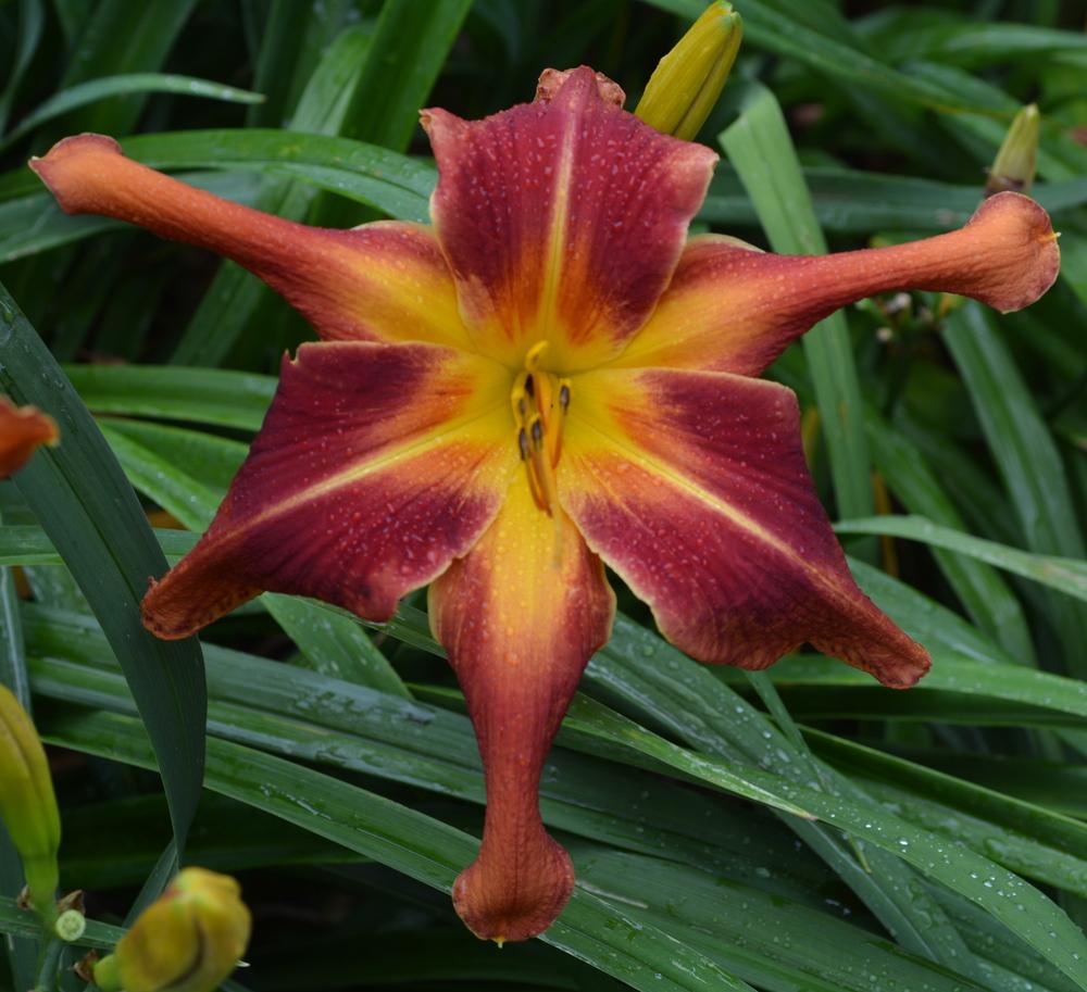 Photo of Daylily (Hemerocallis 'Flying Dragon in a Red Sky') uploaded by pollendabber