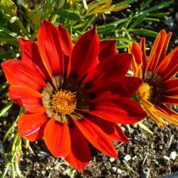 Location: Nora's Garden - Castlegar, B.C.
Date: 2017-09-29
Here, it is a rich, orange red.