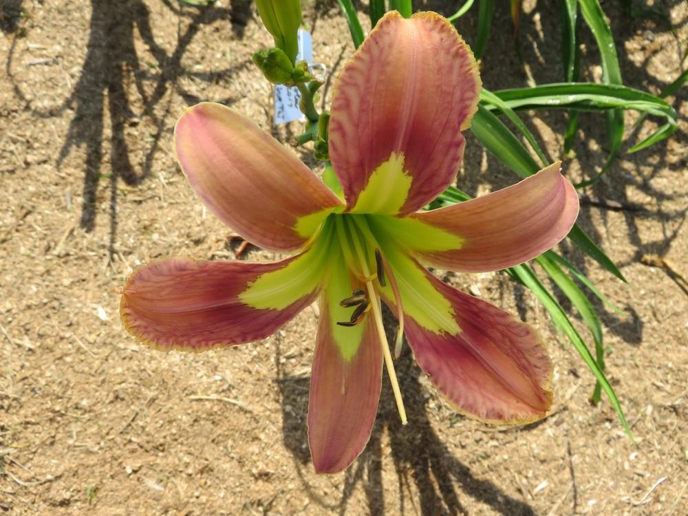 Photo of Daylily (Hemerocallis 'Fuchsia Frolic') uploaded by IndianCreekDaylilies