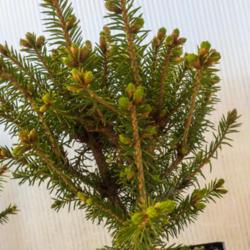 Location: Clinton, Michigan 49236
Date: 2016-04-12
"Picea abies 'Hildburghausen', 2016, Globe [Norway Spruce], PYE-s