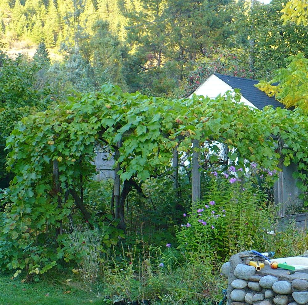 Photo of Table Grape (Vitis vinifera 'Interlaken') uploaded by HemNorth