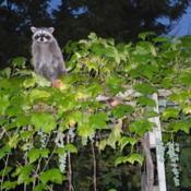 Guardian (and Thief) of the Interlaken Grapes - the Raccoon.