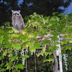 Location: Riverview, Robson, B.C.  
Date: 2008-09-13
Guardian (and Thief) of the Interlaken Grapes - the Raccoon.