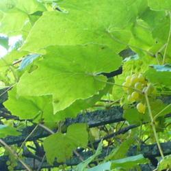 Location: Riverview, Robson, B.C.  
Date: 2009-10-04
Leaves of the Interlaken seedless Grapes.
