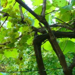 Location: Riverview, Robson, B.C.  
Date: 2009-10-04
 - 30 year old upper stems of the Interlaken Grape.