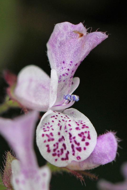 Photo of Speckled Spur Flower (Plectranthus ciliatus) uploaded by RuuddeBlock