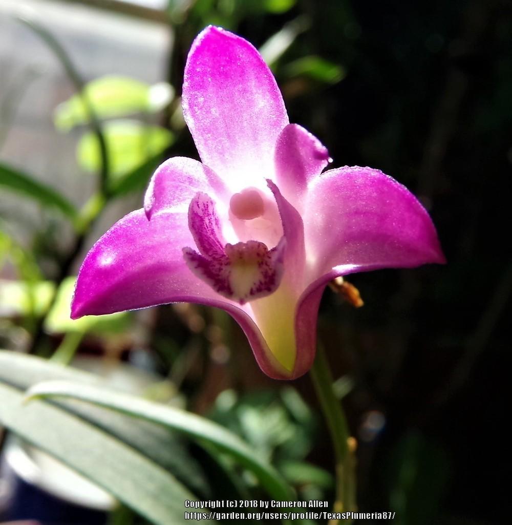 Photo of Orchid (Dendrobium kingianum) uploaded by TexasPlumeria87