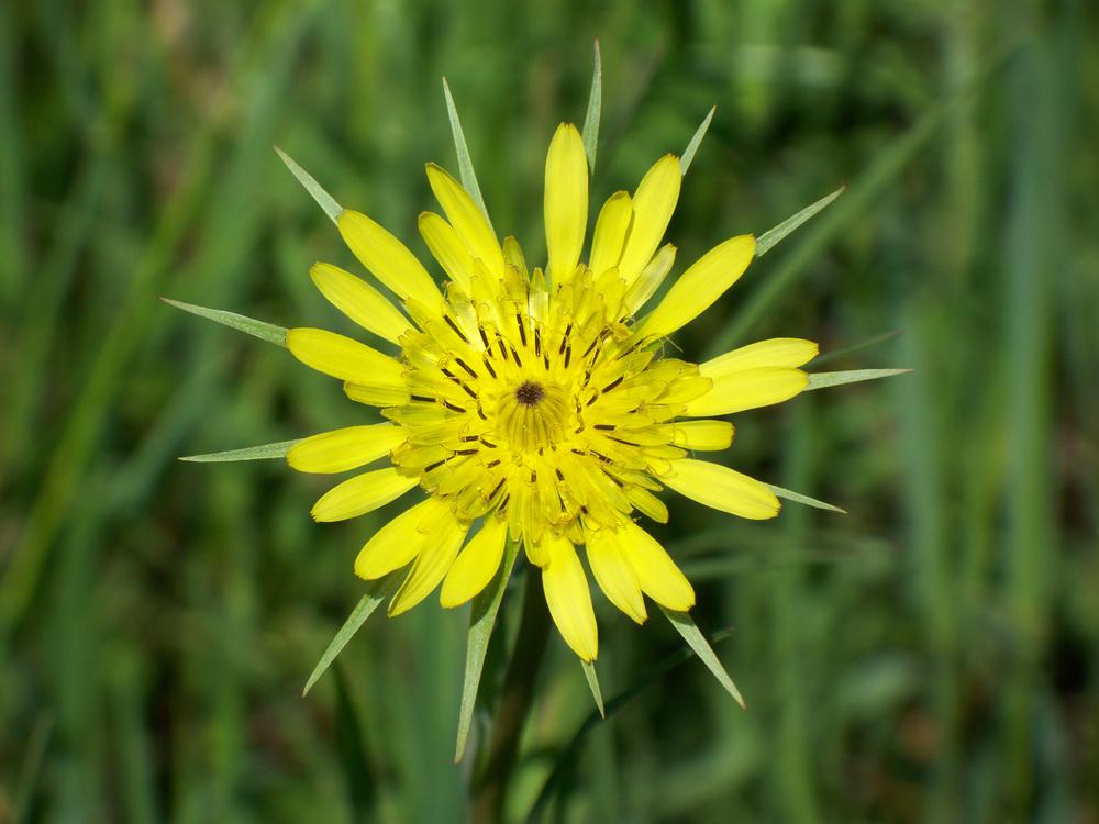 Photo of Yellow Salsify (Tragopogon dubius) uploaded by Cakeholemoon