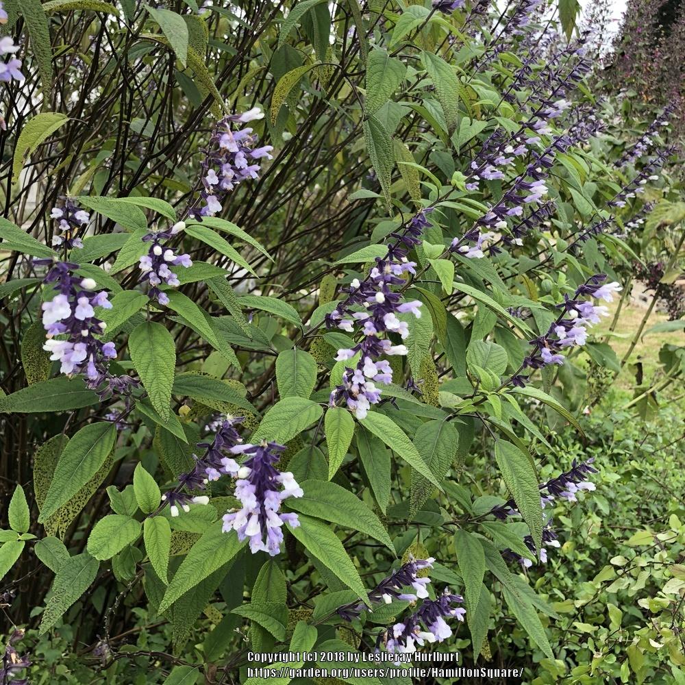 Photo of Sage (Salvia 'Phyllis Fancy') uploaded by HamiltonSquare