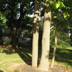 Location: West Chester, Pennsylvania
Date: 2008-10-13
trunks and bark