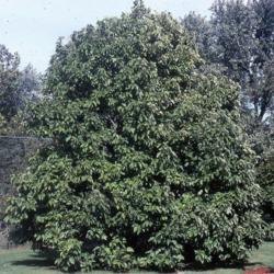 Location: Glen Ellyn, Illinois
Date: summer in 1980's
maturing tree in park