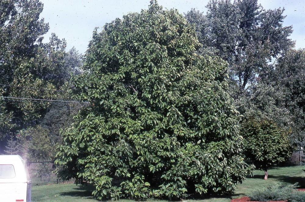 Photo of Cucumber Tree (Magnolia acuminata) uploaded by ILPARW