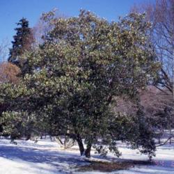 Location: Tyler Arboretum in southeast PA near Media
Date: winter in 2011
tree in winter