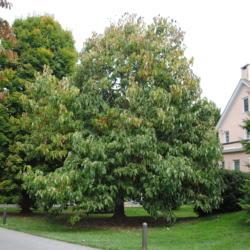 Location: Longwood Gardens
Date: 2014-10-03
mature tree