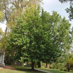 Location: Longwood Gardens in southeast Pennsylvania
Date: 2014-10-03
mature tree