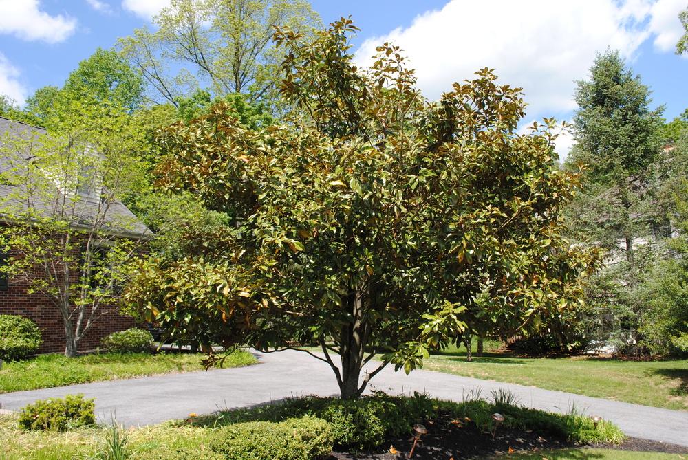 Photo of Southern Magnolia (Magnolia grandiflora 'Little Gem') uploaded by ILPARW