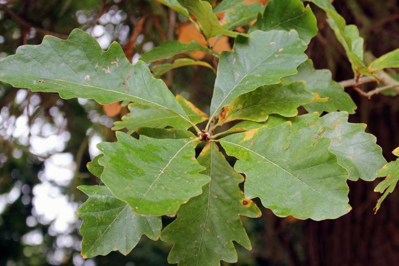 Photo of Swamp White Oak (Quercus bicolor) uploaded by RuuddeBlock