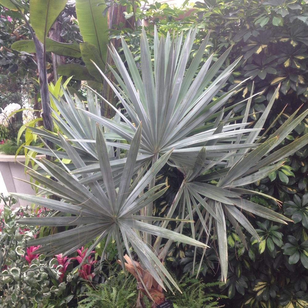 Photo of Bismarck Palm (Bismarckia nobilis) uploaded by csandt