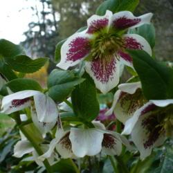 Location: Riverview, Robson, B.C. 
Date: 2008-04-27
My favourite White Lady Spotted Hellebore.