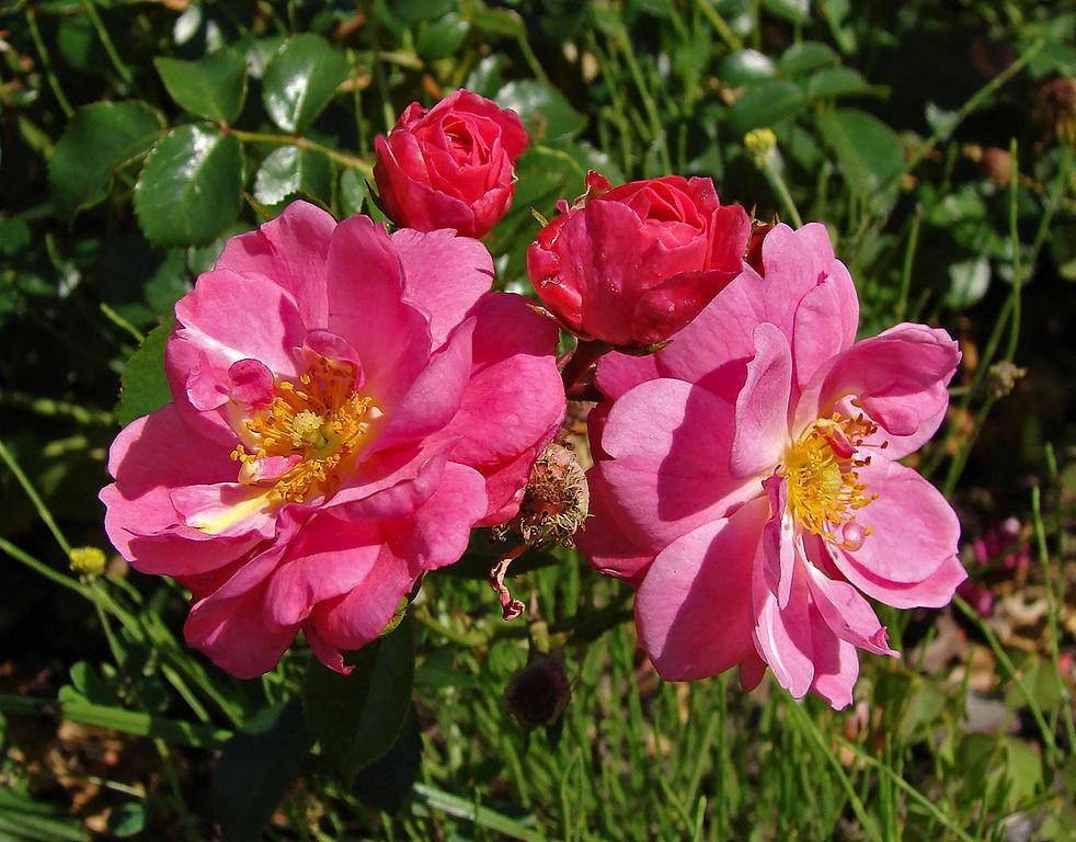 Photo of Rose (Rosa 'Magic Meidiland') uploaded by robertduval14