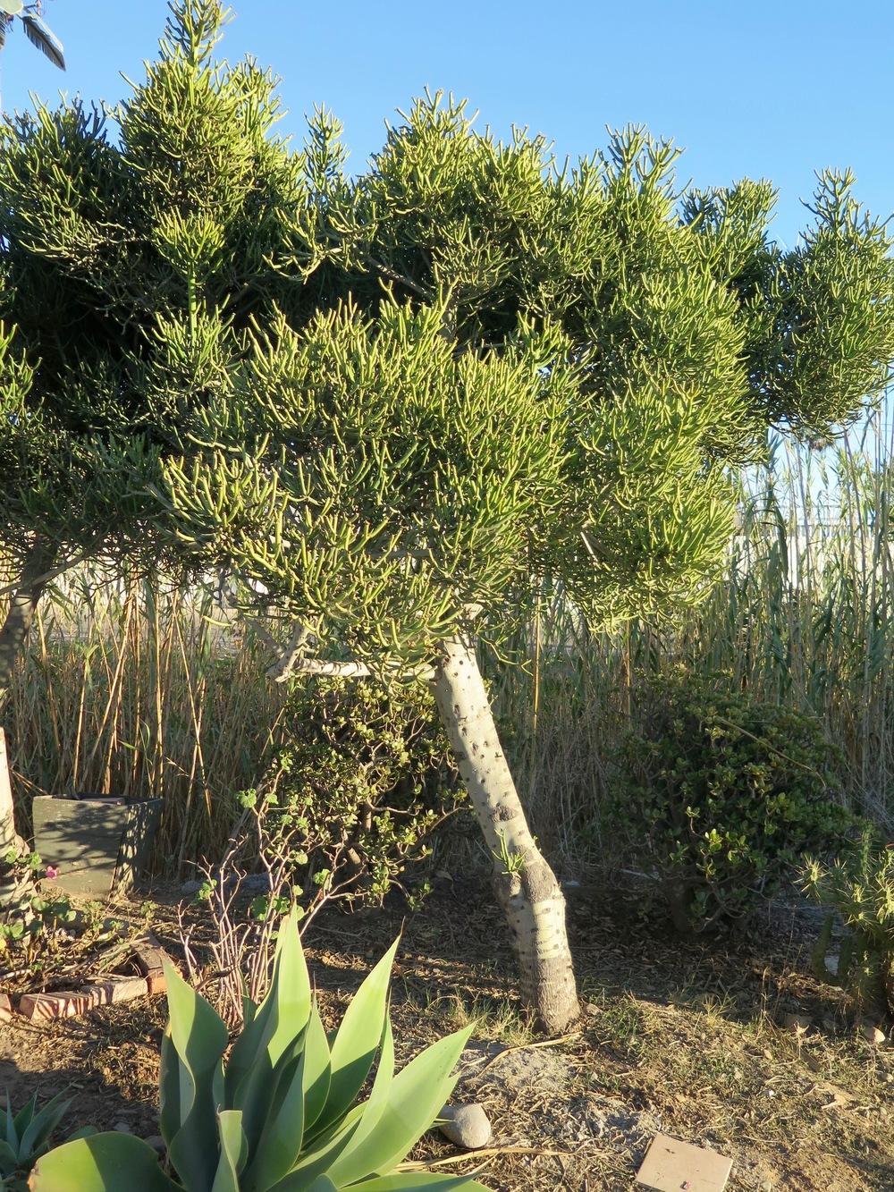 Photo of Pencil Tree (Euphorbia tirucalli) uploaded by Baja_Costero