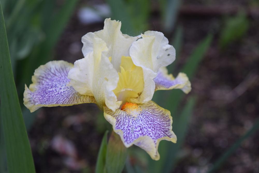 Photo of Standard Dwarf Bearded Iris (Iris 'Twerk') uploaded by Dachsylady86