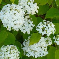 Location: Nora's Garden - Castlegar, B.C.
Date: 2013-07-22
Luxuriously large, white blossoms.