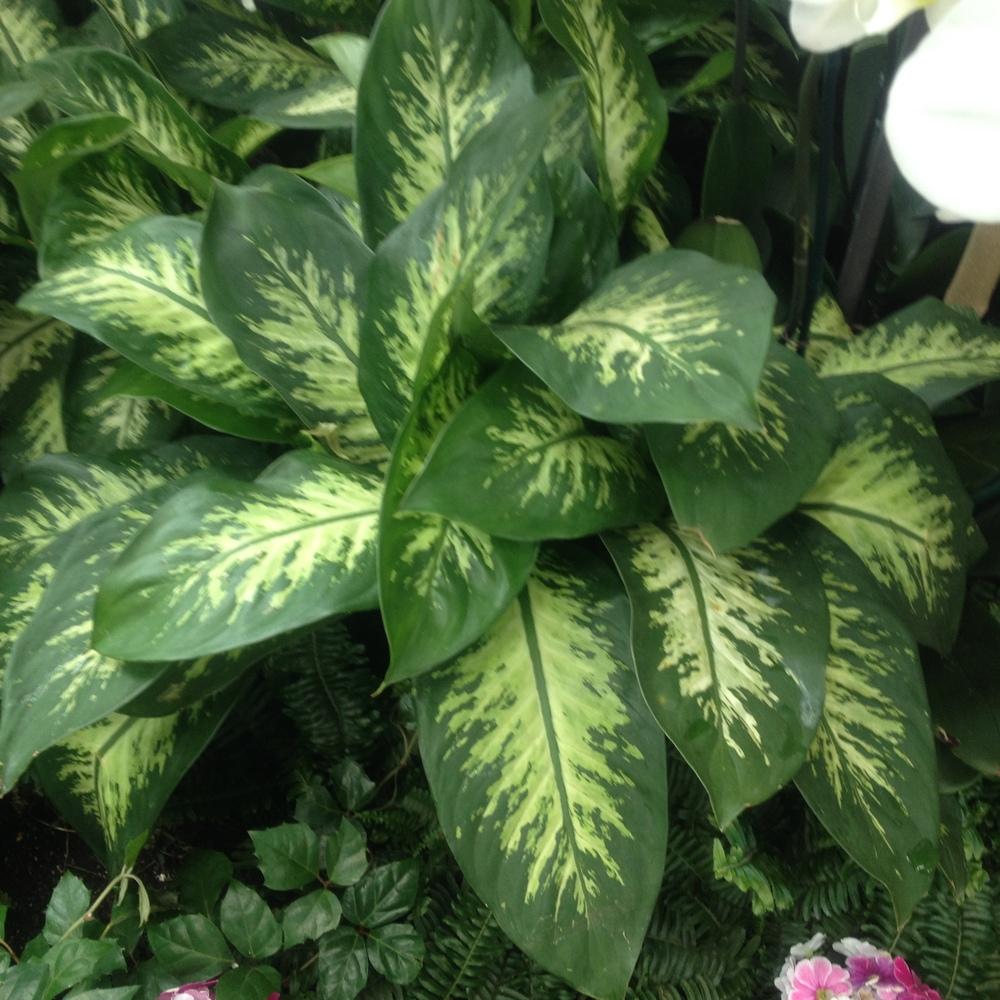 Photo of Dumb Cane (Dieffenbachia seguine) uploaded by csandt